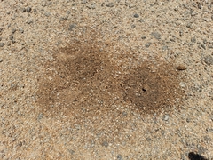 Hodotermes mossambicus