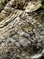 Lecidella elaeochroma