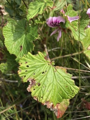 Pelargonium cordifolium