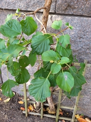 Hydrangea petiolaris