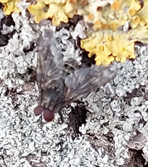 Muscina stabulans