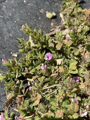 Kummerowia stipulacea