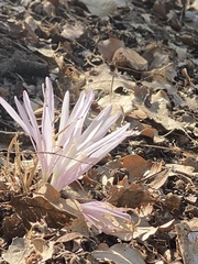 Colchicum troodi