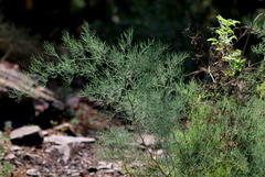 Asparagus transvaalensis