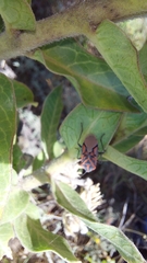 Spilostethus crudelis