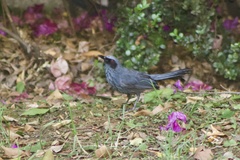 Melanotis caerulescens