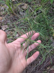 Oenothera berlandieri