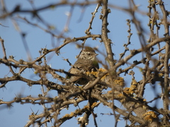 Leptasthenura aegithaloides