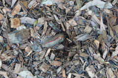 Triboniophorus graeffei