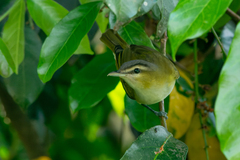 Vireo chivi
