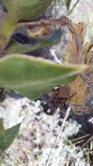 Spilostethus crudelis