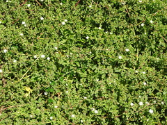 Mesembryanthemum aitonis