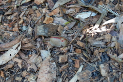 Triboniophorus graeffei