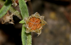 Delosperma herbeum
