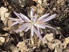 Colchicum troodi