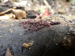 Metatrichia vesparium