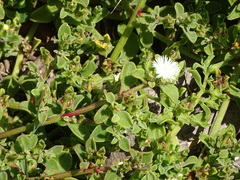 Mesembryanthemum aitonis