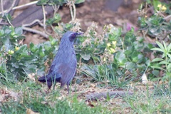 Melanotis caerulescens