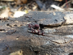 Metatrichia vesparium