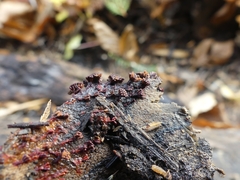 Metatrichia vesparium