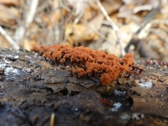 Metatrichia vesparium