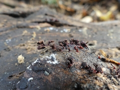 Metatrichia vesparium