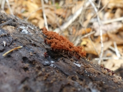 Metatrichia vesparium