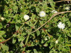 Mesembryanthemum aitonis