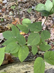 Hylodesmum