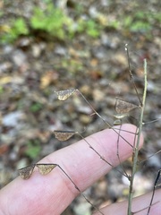 Hylodesmum