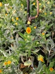 Calendula