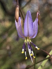 Caesia contorta