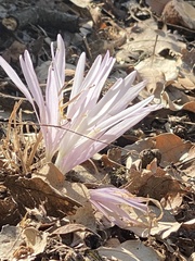 Colchicum troodi