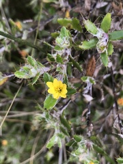 Cullumia setosa
