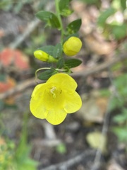 Aureolaria levigata