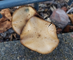 Psilocybe cyanescens