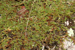 Selaginella dregei