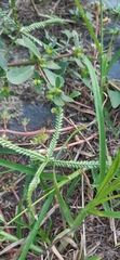 Dactyloctenium aegyptium