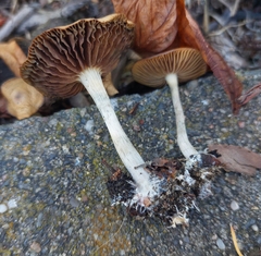 Psilocybe cyanescens