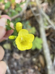 Aureolaria levigata