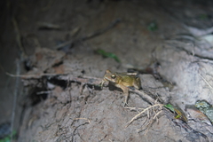 Rhinella ornata