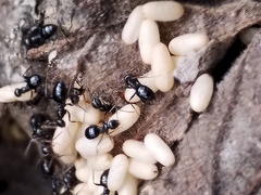 Formicinae