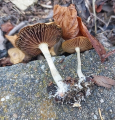 Psilocybe cyanescens