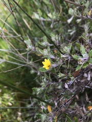 Cullumia setosa