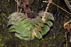 Crassula setulosa