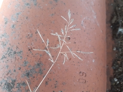 Eragrostis minor
