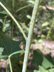 Arnoglossum
