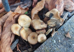 Psilocybe cyanescens