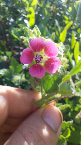 Image of Anisodontea scabrosa by (c) Wessel Pretorius, some rights reserved (CC BY-SA)