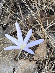 Colchicum troodi